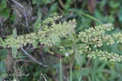 Perilla frutescens